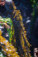 Feather Boa Kelp