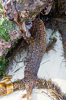 Five Ribbed Kelp