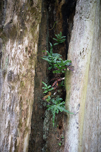 mainimage