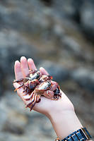 Handful Of Crab Molts