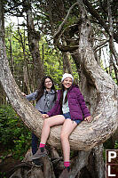 Kids On Wind Formed Branch