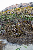Layers Of Kelp On
          Rocks