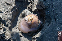 Moon Snail On Beach