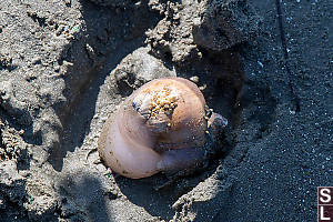 Moon Snail On Beach