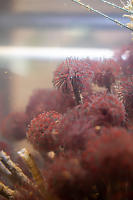 Northern Feather Duster Worms