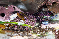 Purple Sea Urchins Hiding In
          Cracks