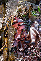 Red Blades Kelp