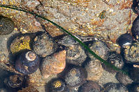 Skulpin In Pool
        Of Snails