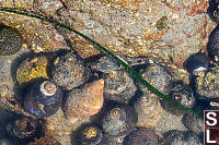 Skulpin In Pool
        Of Snails