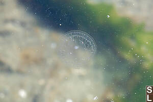 Small Transparent Jelly In Water