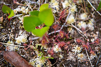 Sundews And
        Sphagnum Moss