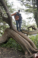 Climbing Trees Runs In Family