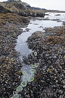 Giant Green Anemone With Mussels