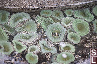 Pool Full Of Giant Green Anemone