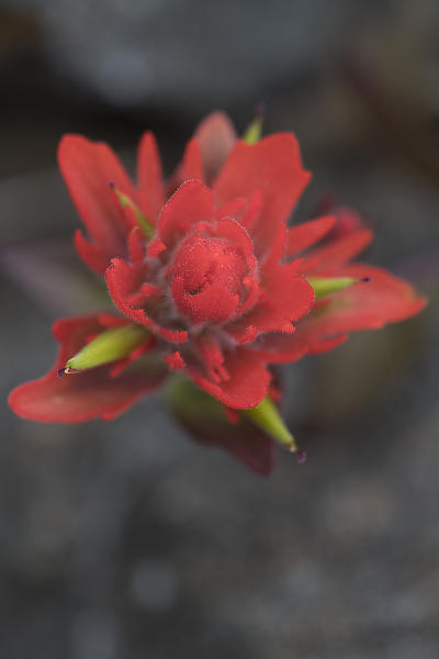 mainimage
