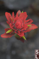 Red Castilleja