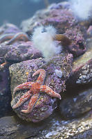 Sea Star On Rock