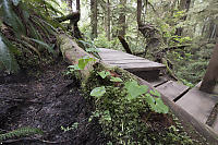 Trail Side Plants