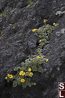 Villous Cinquefoil In Crack