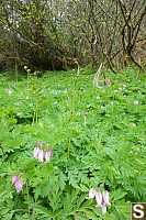 Field Of Bleeding Hearts