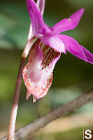 Orchid