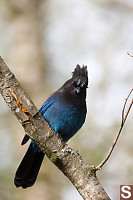 Stellers Jay Looking