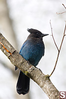 Stellers Jay On Branch
