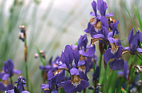 Bunch Of Irises