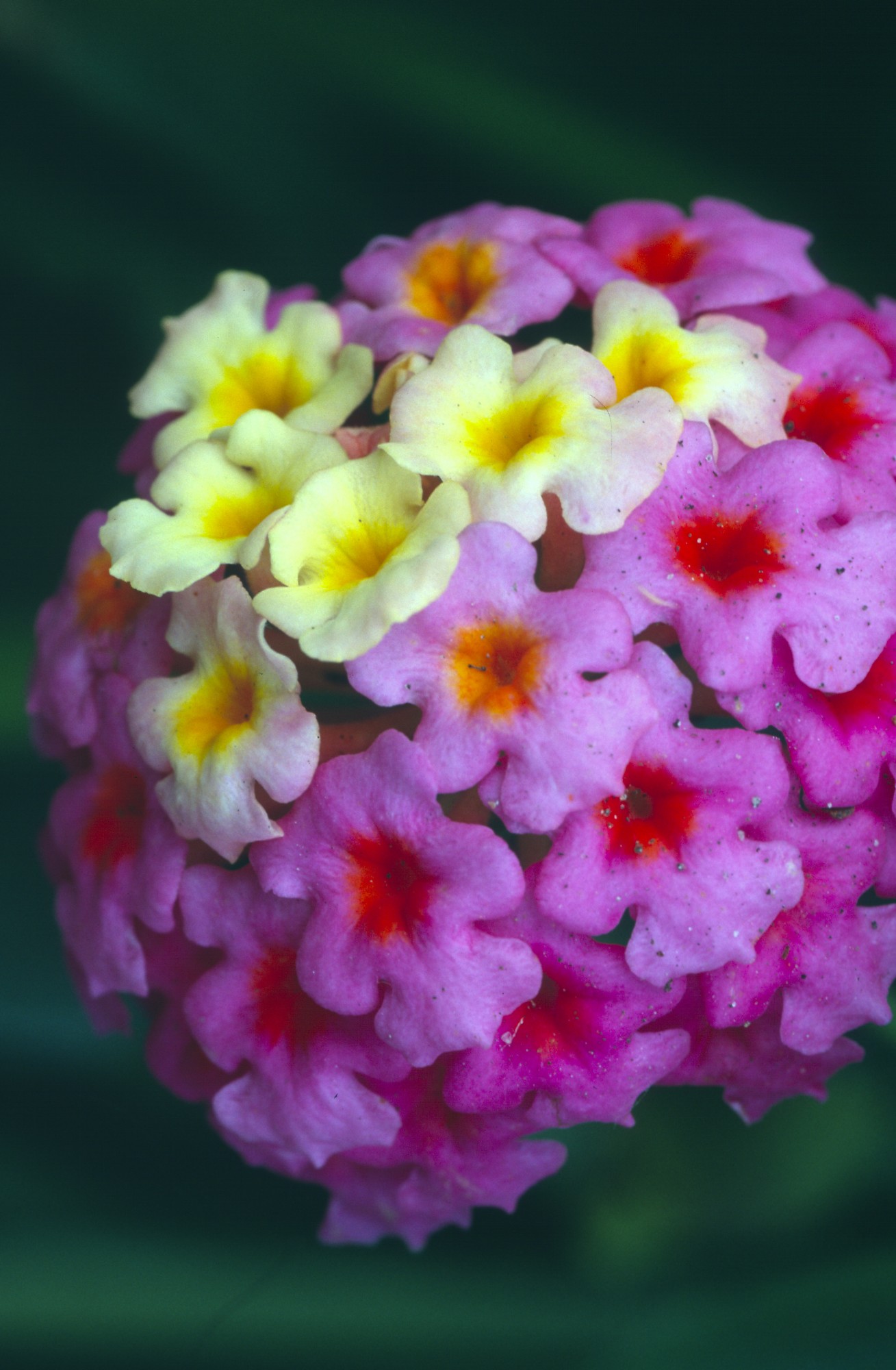 Purple Yellow Flowers