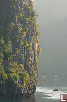 Jungle On Rock Surface