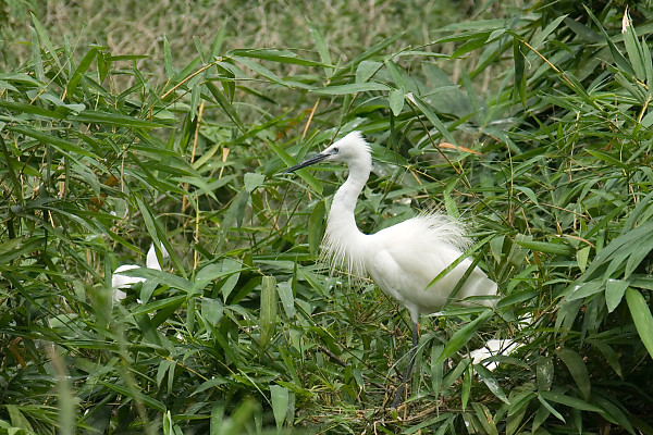 mainimage