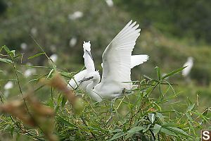 Two Birds On Tree Top