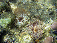 Feather Type Tube Worms