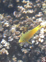 Yellow Fish Swimming By