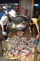 Fish Monger