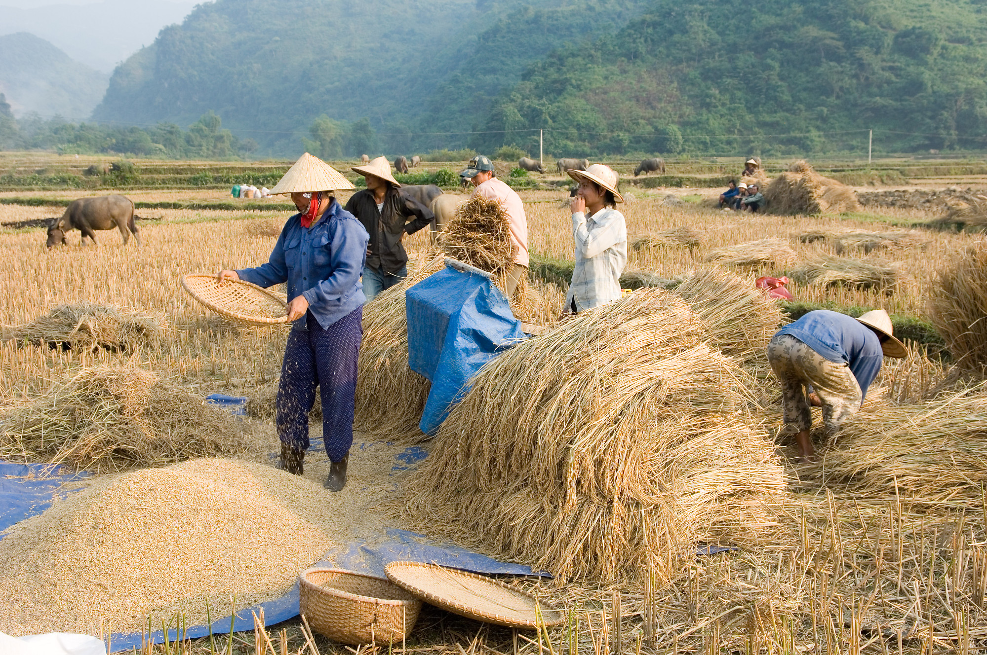 Harvesting Rice