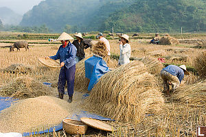 Harvesting Rice