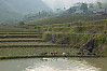 Terraced Fields