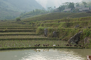 Terraced Fields