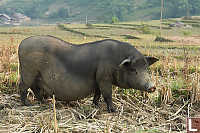 Vietnamese Pig