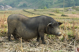 Vietnamese Pig