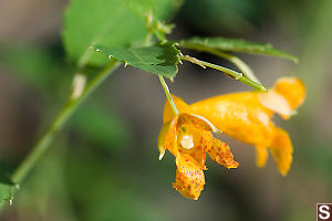 Cape Jewelweed