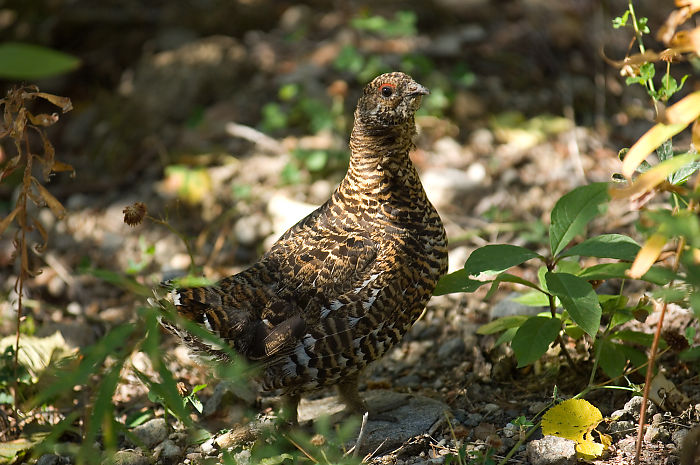 Spruce Grouse Looking At Me