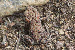 Young Toad