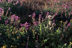 Flowers in a Field