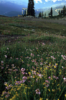 Field with Sign