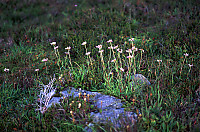 Flowers by Rock