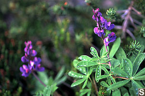 Artic Lupine - Lupinus arcticus