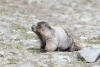 Flies Bothering Marmot