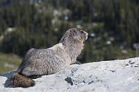 Marmot On Rock